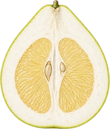 The drawing: pomelo