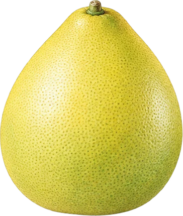 The drawing: pomelo
