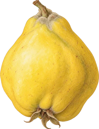 The drawing: quince