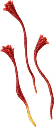 The drawing: saffron, dried threads