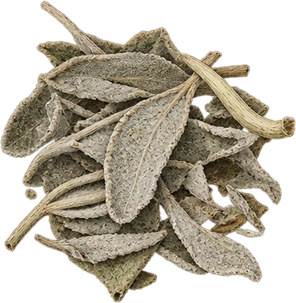The drawing: sage, dried leaves