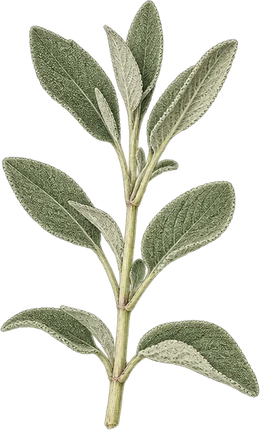 The drawing: sage, fresh sprig