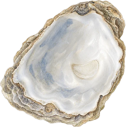 The drawing: sea shell and melon rind, sea shell set