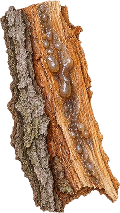 The drawing: styrax, stripped bark
