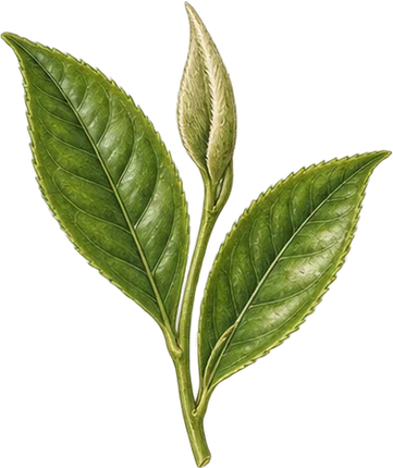 The drawing: tea, two leaves and a bud