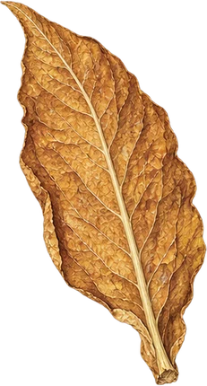 The drawing: tobacco, cured leaf