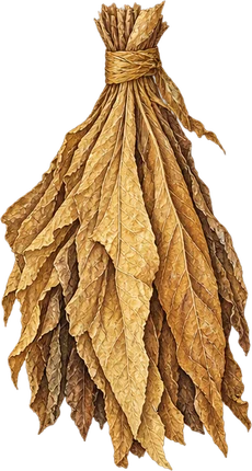 The drawing: tobacco, hand of leaves