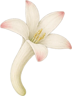 The drawing: tuberose, single flower