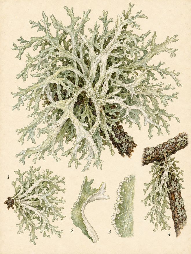 The plate: oakmoss
