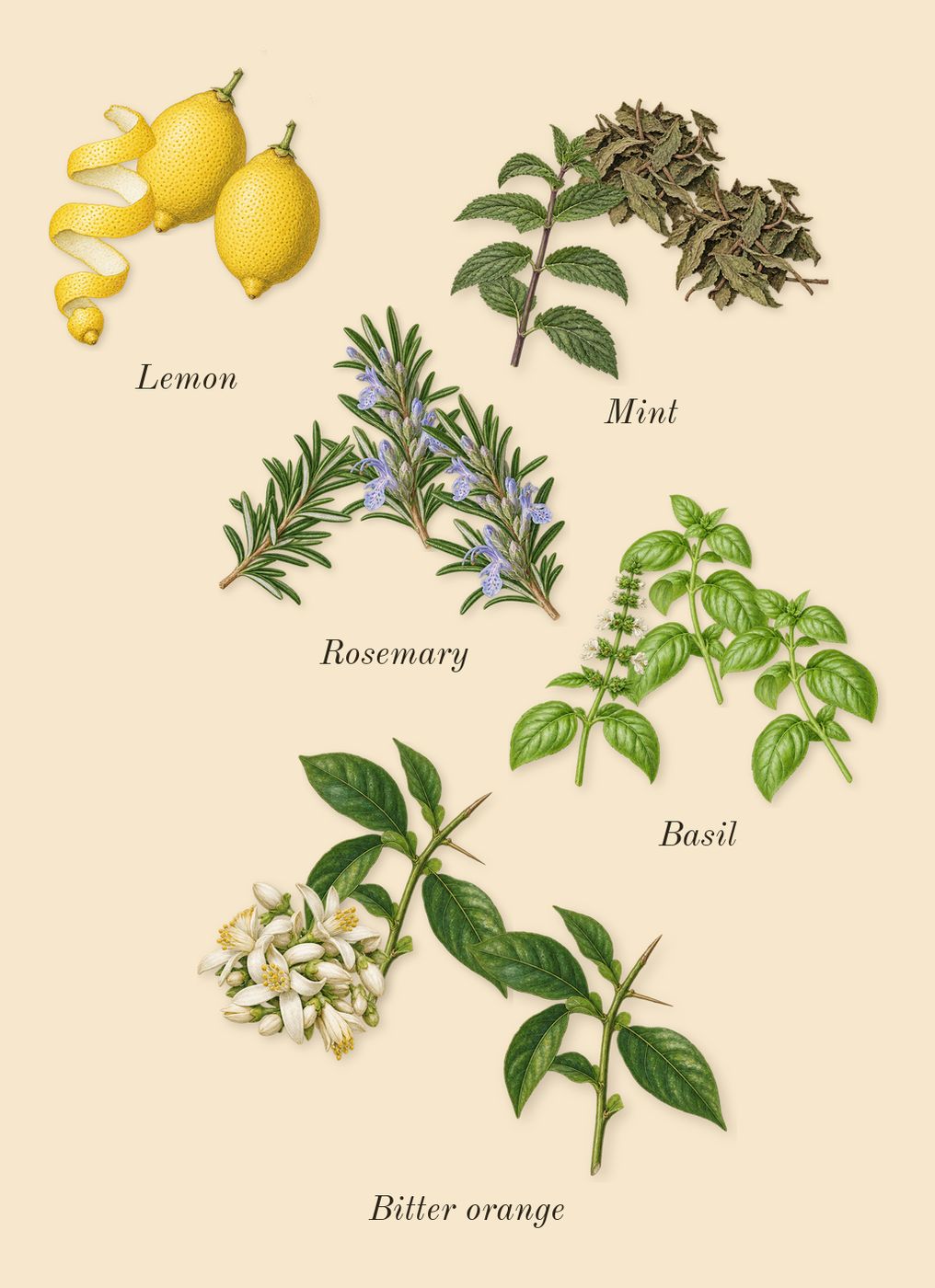 Buongiorno, top notes: Lemon, Mint, Rosemary, Basil, Bitter orange