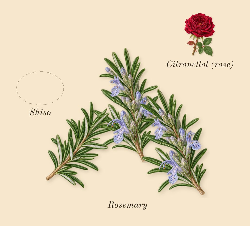 Colonia C.L.U.B., heart: Shiso, Rosemary, Citronellol (rose)
