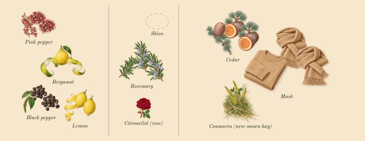 Colonia C.L.U.B.’s scent picture, a draft: bergamot, lemon, pink pepper, black pepper, rosemary, cedar drawn so far; dashed outlines where nothing is drawn yet