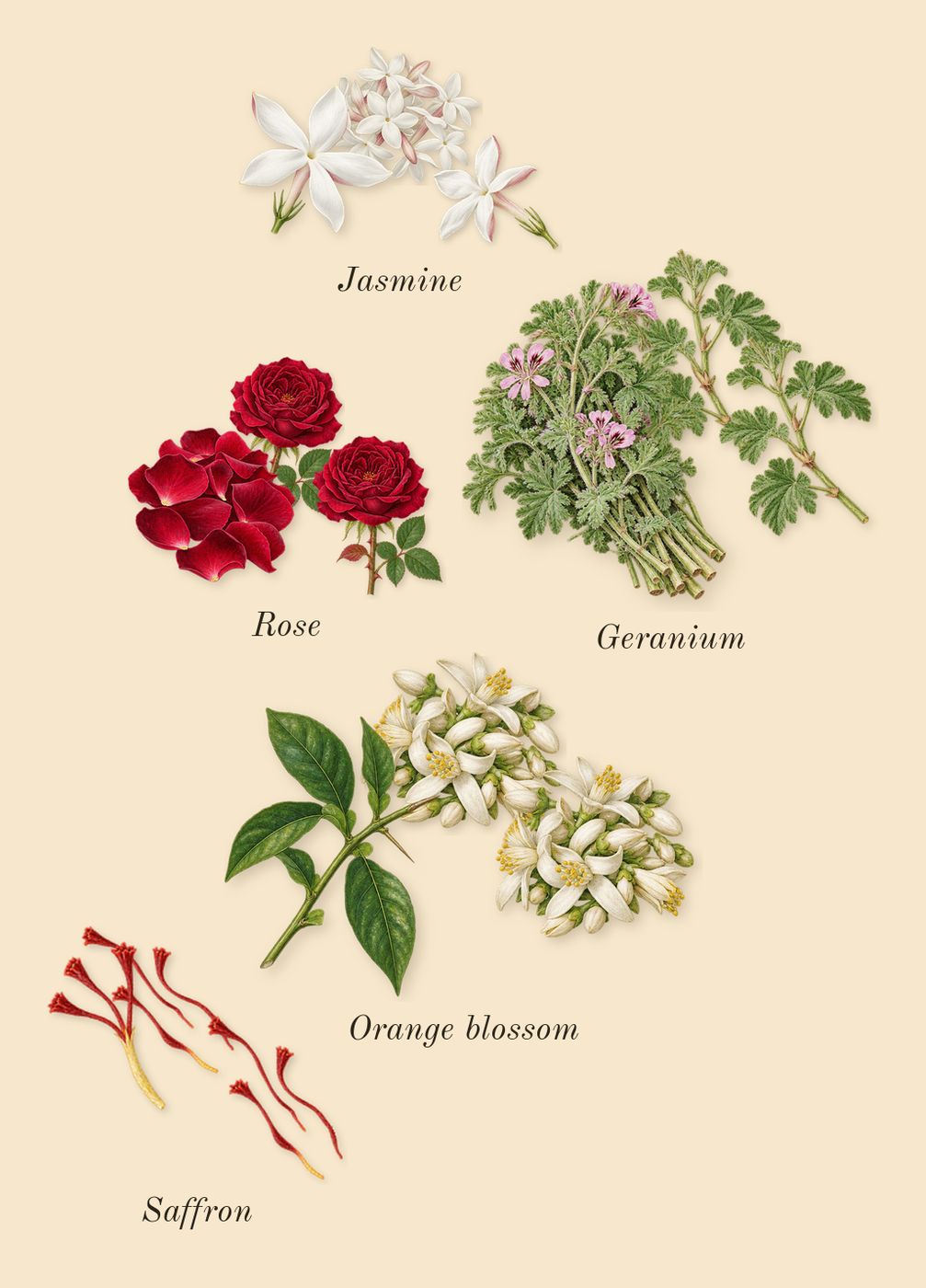Zafferano, heart: Jasmine, Geranium, Rose, Saffron, Orange blossom