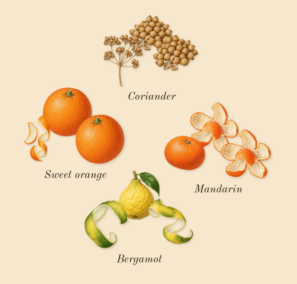 Zafferano, top notes: Mandarin, Bergamot, Coriander, Sweet orange