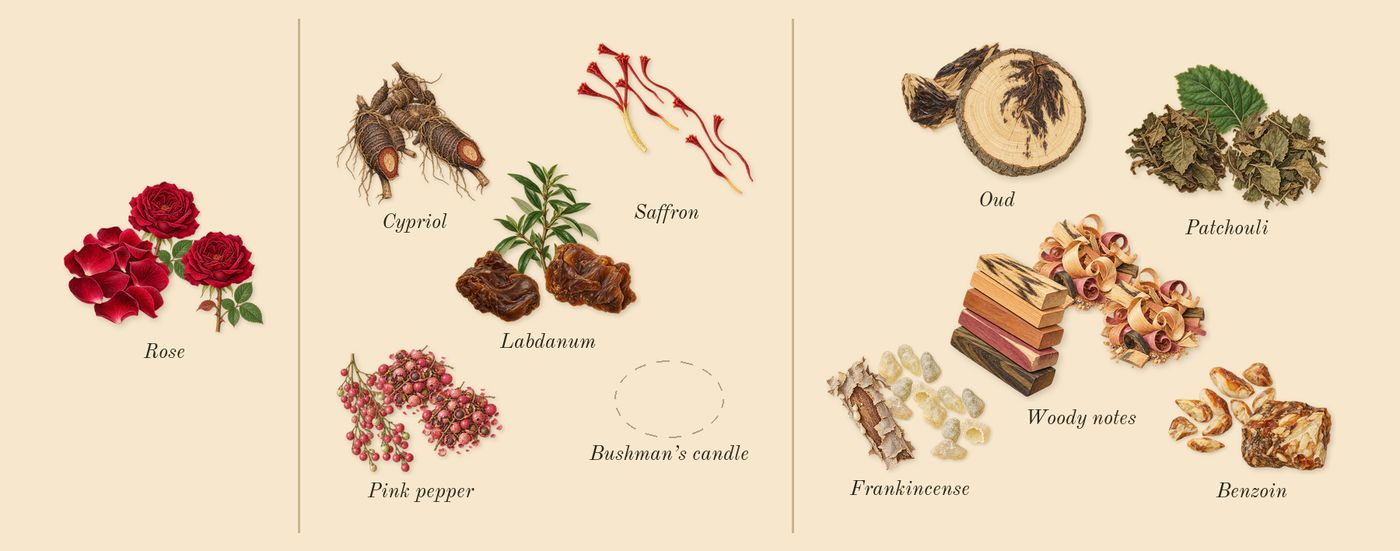 Amnesia Rose’s scent picture, a draft: rose, saffron, cypriol, labdanum, pink pepper, frankincense drawn so far; dashed outlines where nothing is drawn yet