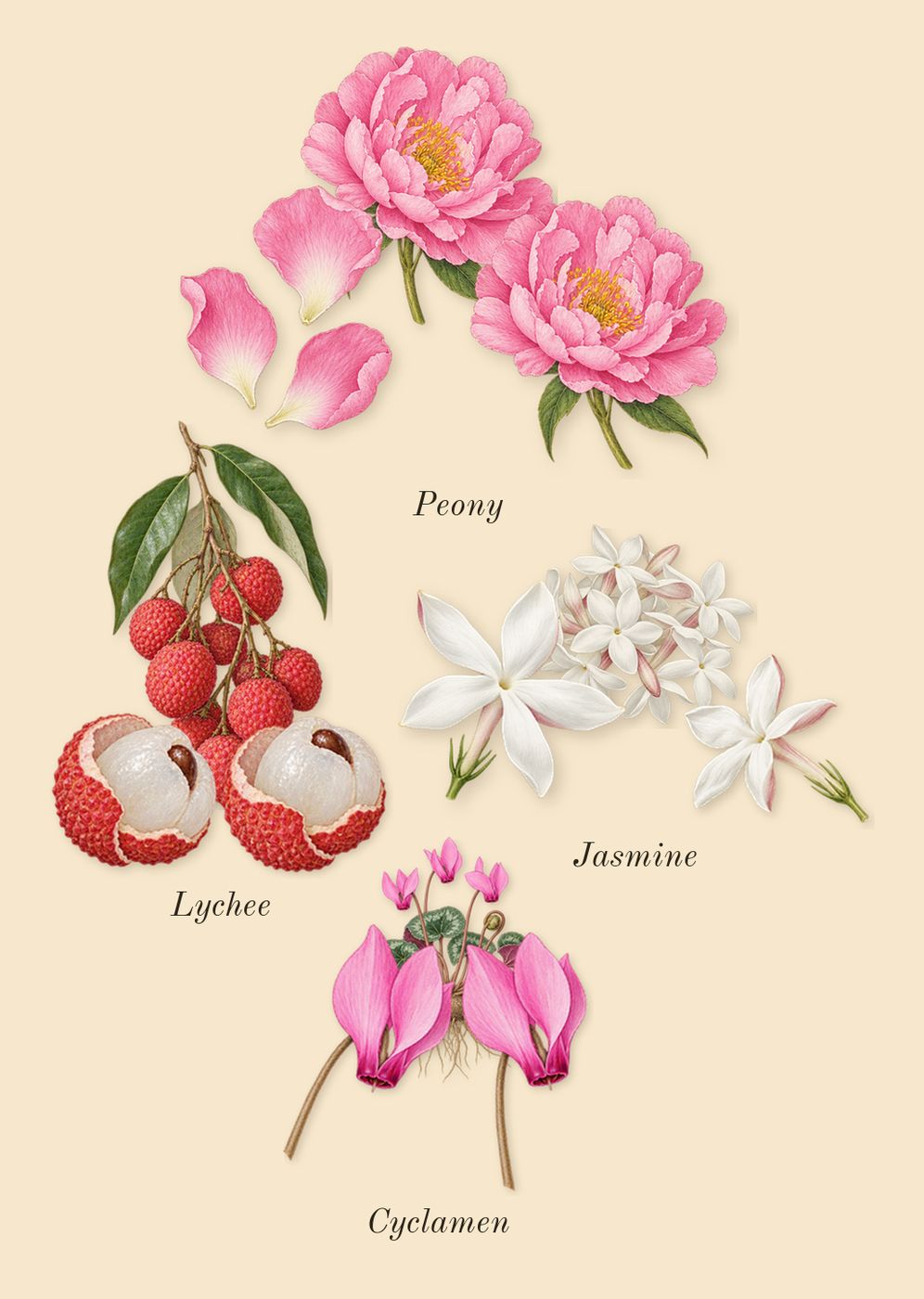 Fleur de Peony, heart: Lychee, Peony, Jasmine, Cyclamen