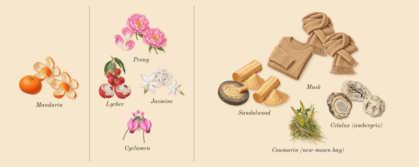 Fleur de Peony’s scent picture, a draft: lychee, peony, sandalwood, mandarin, jasmine, cyclamen drawn so far; dashed outlines where nothing is drawn yet