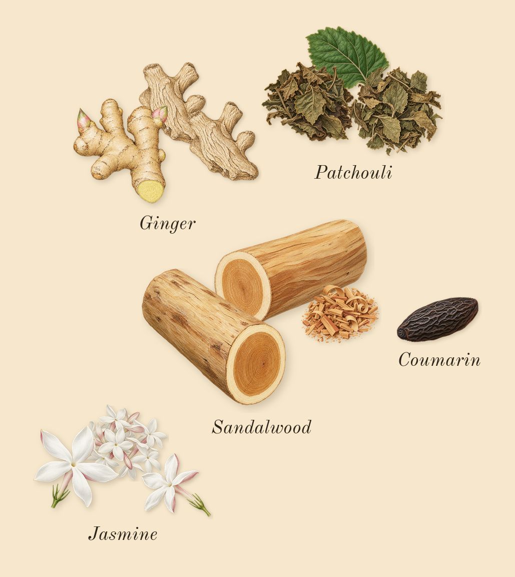 9 AM Dive, dry-down: Patchouli, Jasmine, Ginger, Sandalwood, Coumarin