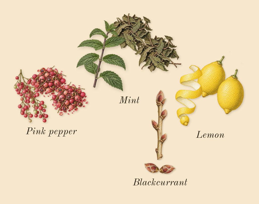 9 AM Dive, top notes: Lemon, Pink pepper, Mint, Blackcurrant