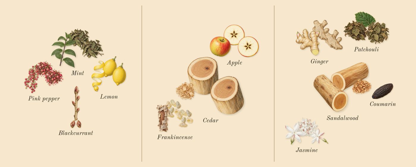 9 AM Dive’s scent picture, a draft: lemon, pink pepper, mint, blackcurrant, apple, frankincense drawn so far; dashed outlines where nothing is drawn yet