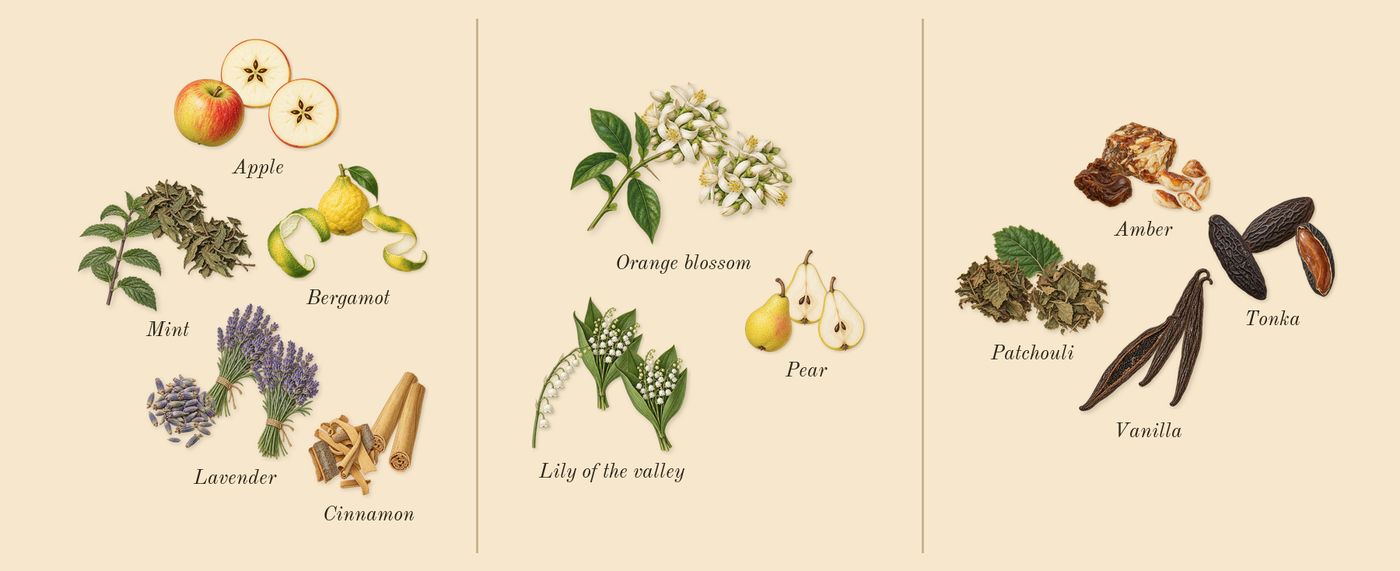 9 PM’s scent picture, a draft: bergamot, lavender, cinnamon, apple, lily of the valley, orange blossom drawn so far; dashed outlines where nothing is drawn yet