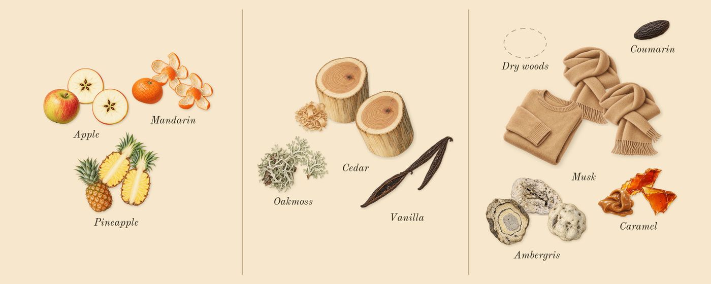 9 PM Rebel’s scent picture, a draft: mandarin, pineapple, apple, cedar, oakmoss, vanilla drawn so far; dashed outlines where nothing is drawn yet
