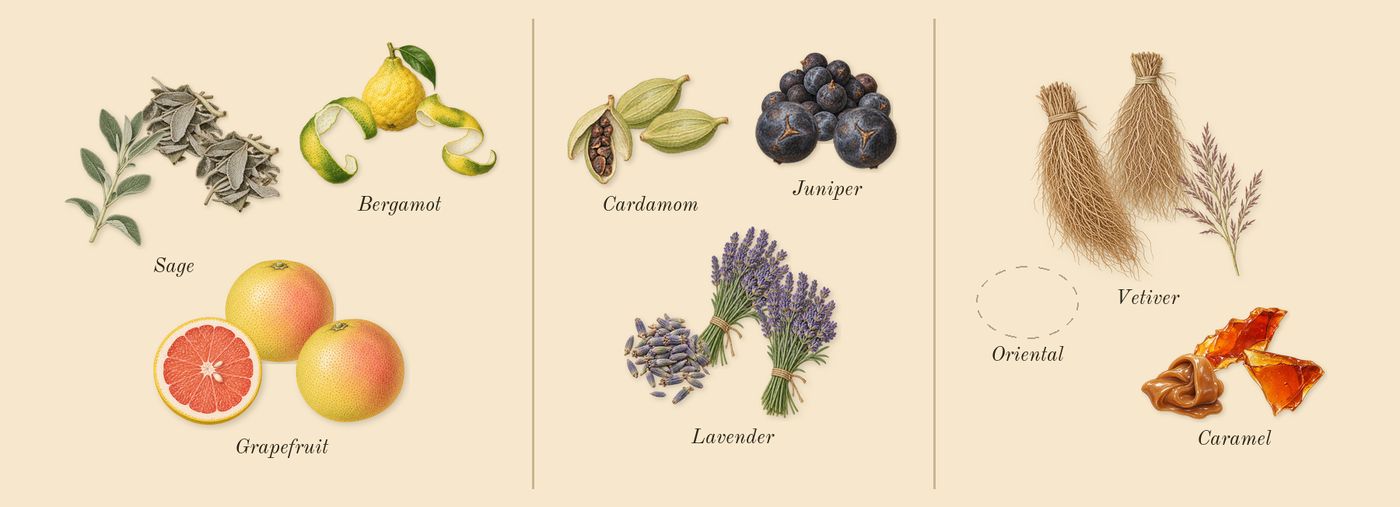Lynked Freedom’s scent picture, a draft: bergamot, grapefruit, sage, lavender, cardamom, juniper drawn so far; dashed outlines where nothing is drawn yet