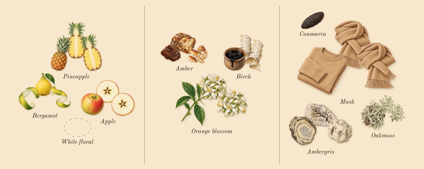 Supremacy Collector's Edition’s scent picture, a draft: pineapple, bergamot, apple, orange blossom, birch, oakmoss drawn so far; dashed outlines where nothing is drawn yet