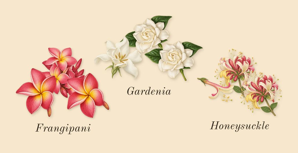 Supremacy Gala, heart: Gardenia, Frangipani, Honeysuckle