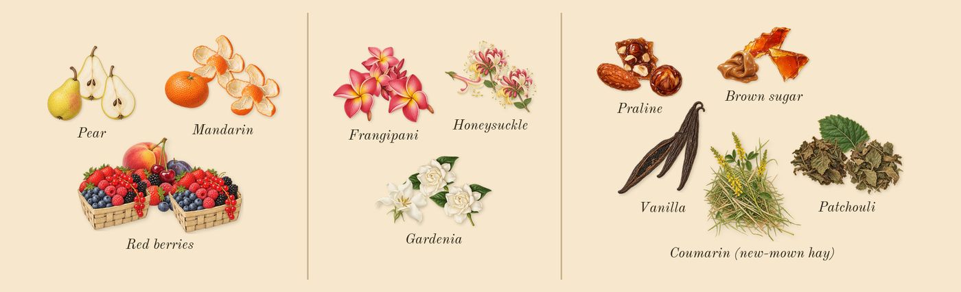 Supremacy Gala’s scent picture, a draft: pear, red berries, mandarin, gardenia, frangipani, honeysuckle drawn so far; dashed outlines where nothing is drawn yet