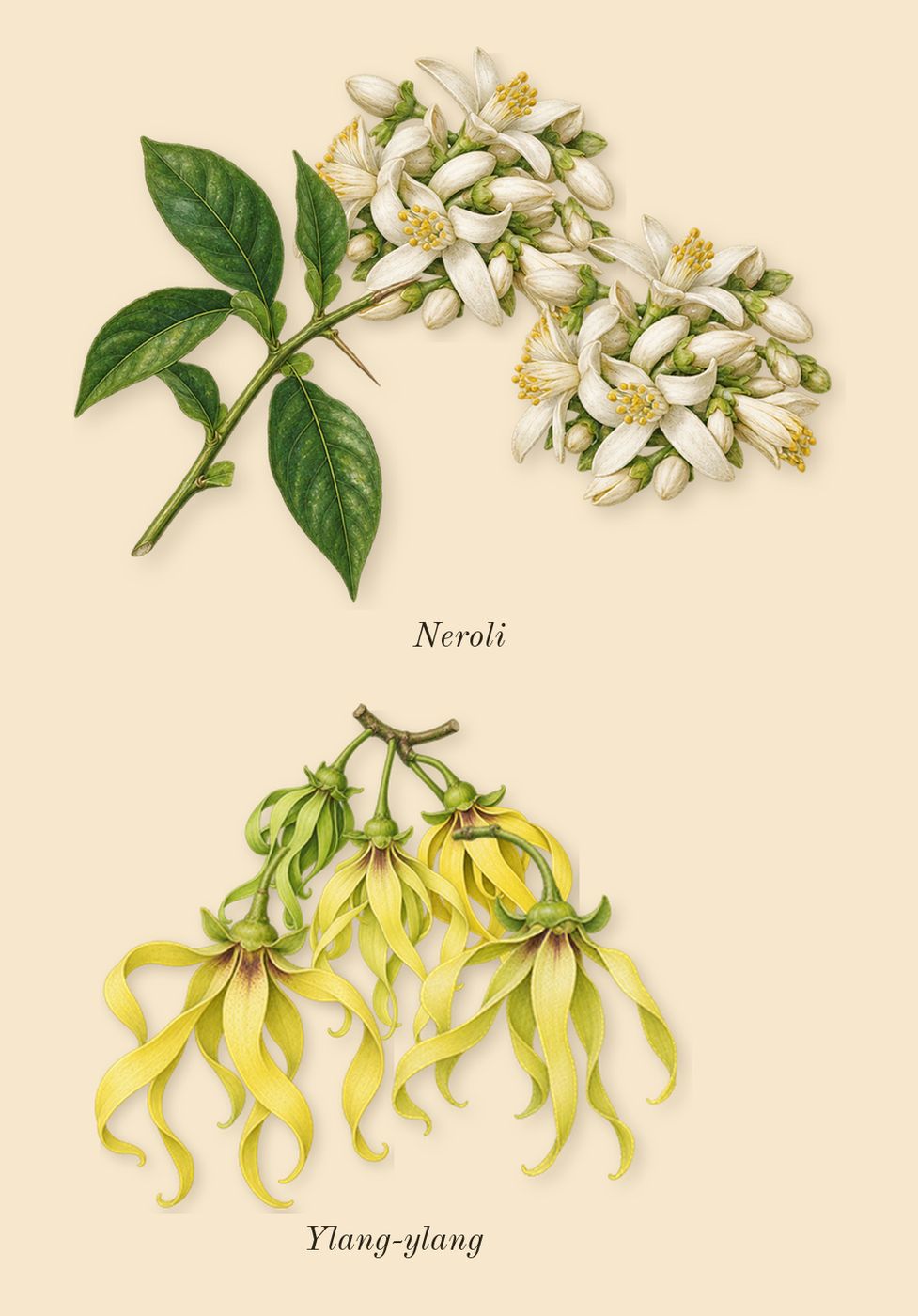 Supremacy Gold, top notes: Ylang-ylang, Neroli
