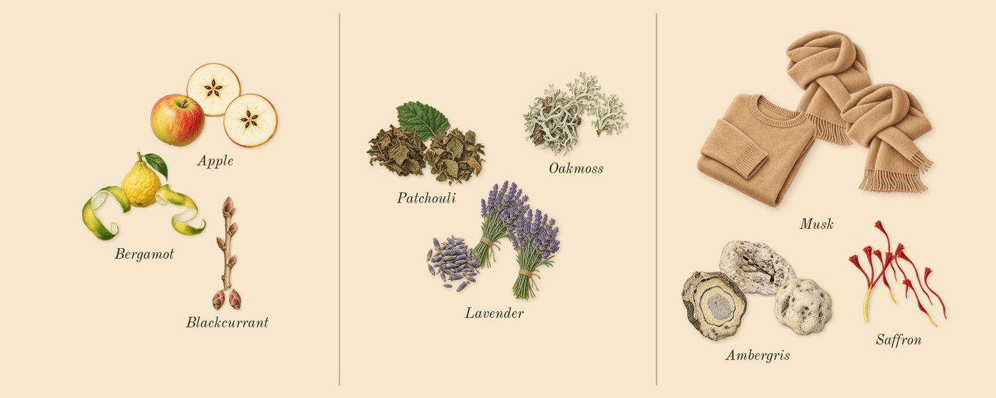 Supremacy Not Only Intense’s scent picture, a draft: bergamot, apple, blackcurrant, lavender, patchouli, oakmoss drawn so far; dashed outlines where nothing is drawn yet