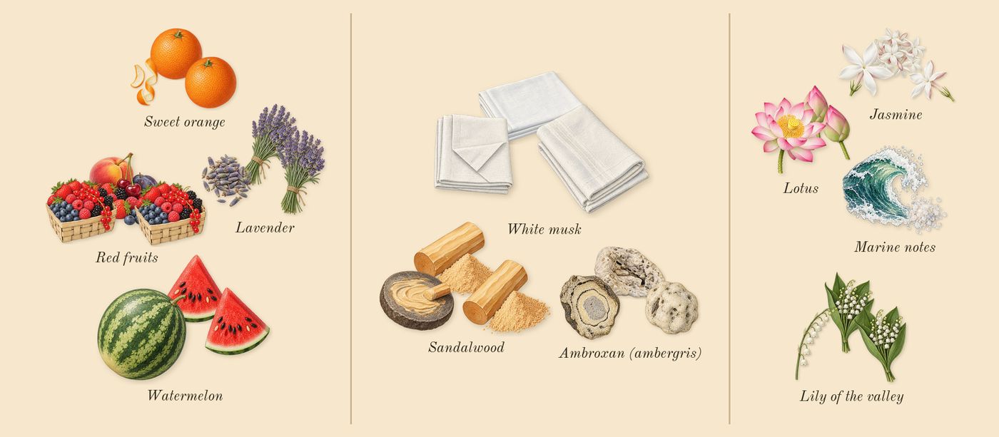 Kaaf’s scent picture, a draft: red fruits, watermelon, lavender, sweet orange, sandalwood, ambroxan (ambergris) drawn so far; dashed outlines where nothing is drawn yet