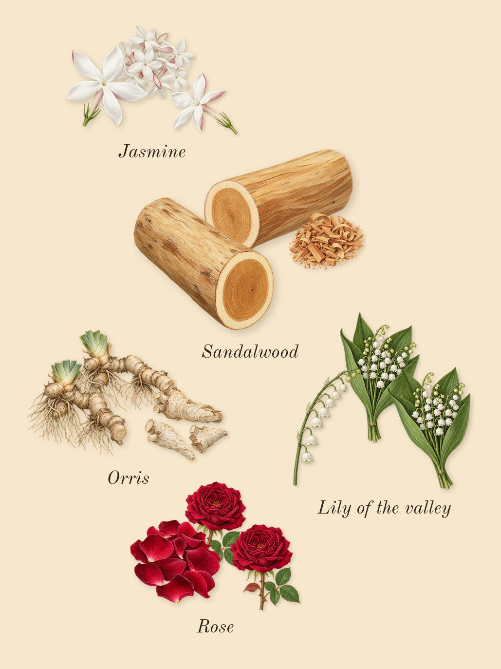 Amber Wood, heart: Orris, Sandalwood, Jasmine, Rose, Lily of the valley
