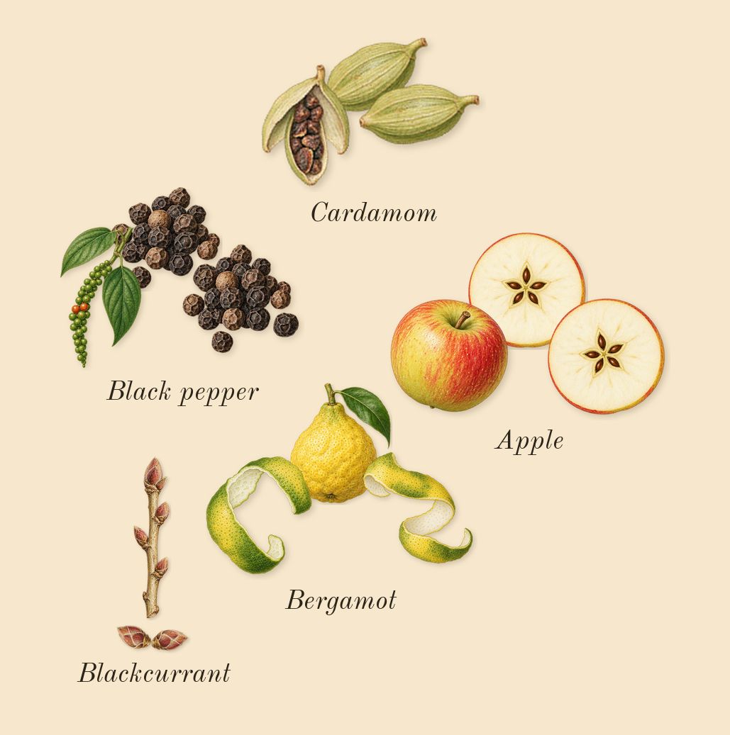 Amber Wood, top notes: Cardamom, Apple, Black pepper, Bergamot, Blackcurrant