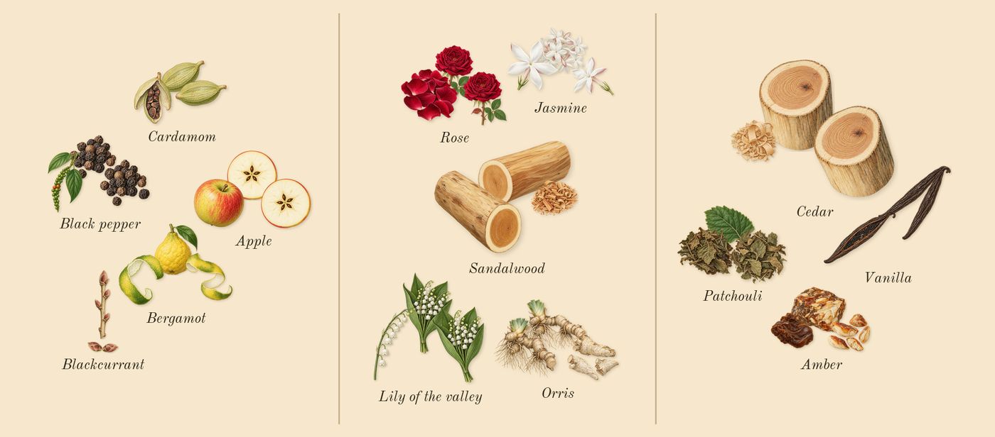 Amber Wood’s scent picture, a draft: cardamom, apple, black pepper, orris, sandalwood, patchouli drawn so far; dashed outlines where nothing is drawn yet