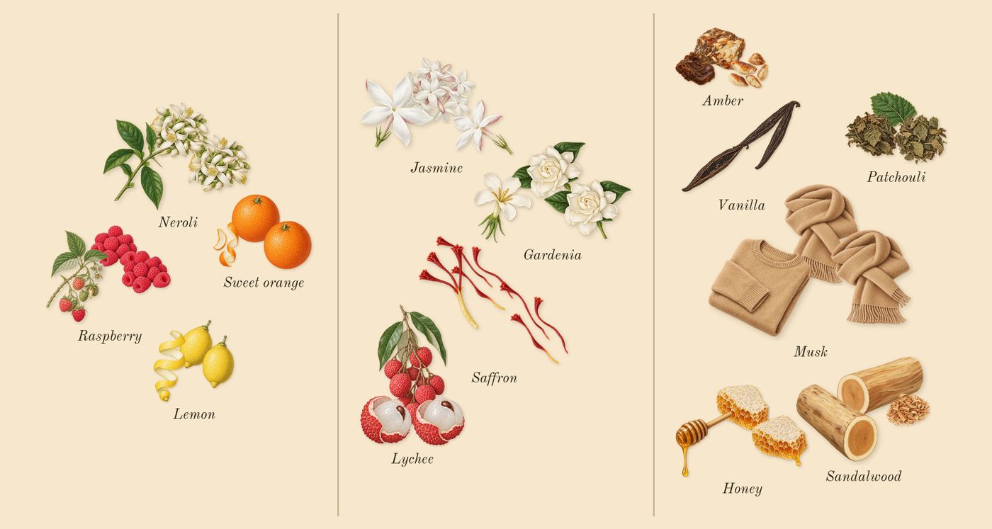 Aurum’s scent picture, a draft: raspberry, neroli, sweet orange, lemon, jasmine, saffron drawn so far; dashed outlines where nothing is drawn yet