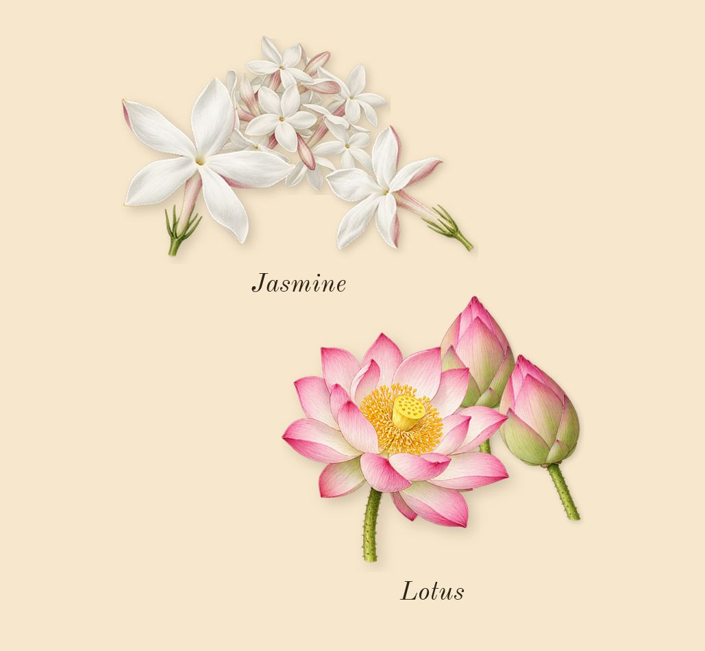 Blu, heart: Lotus, Jasmine
