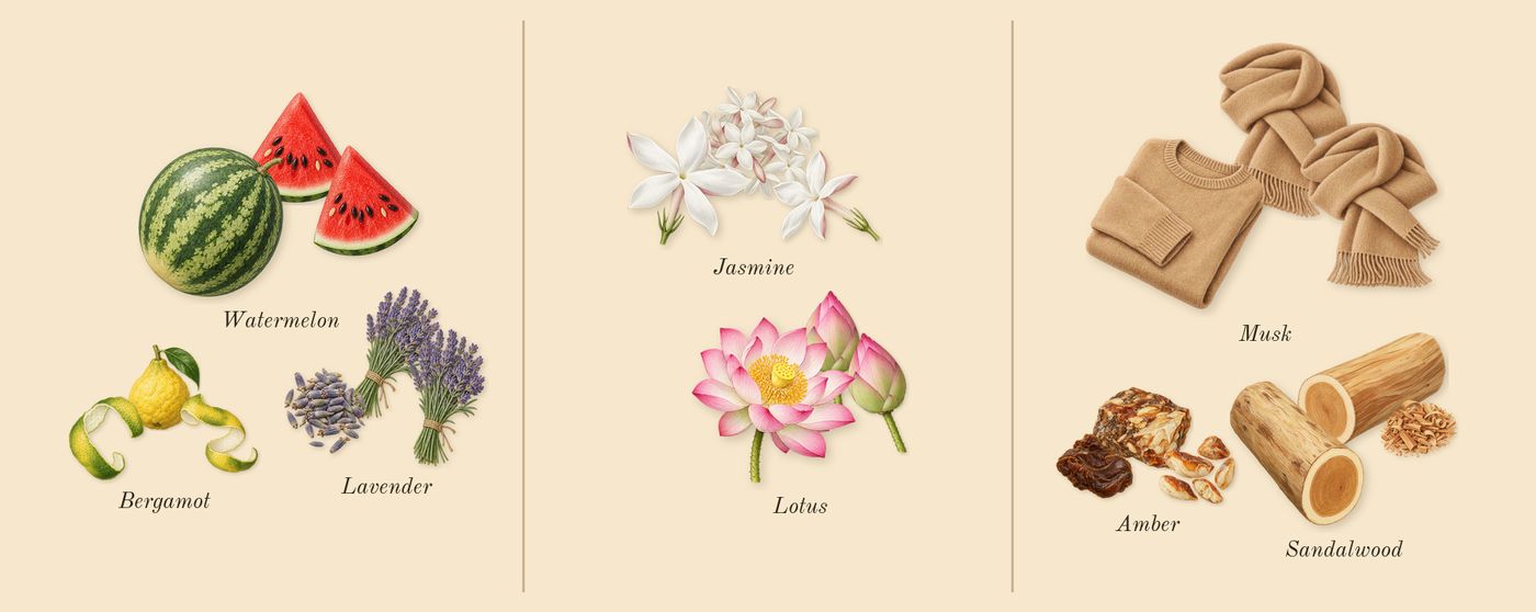 Blu’s scent picture, a draft: lavender, bergamot, lotus, jasmine, musk, sandalwood drawn so far; dashed outlines where nothing is drawn yet