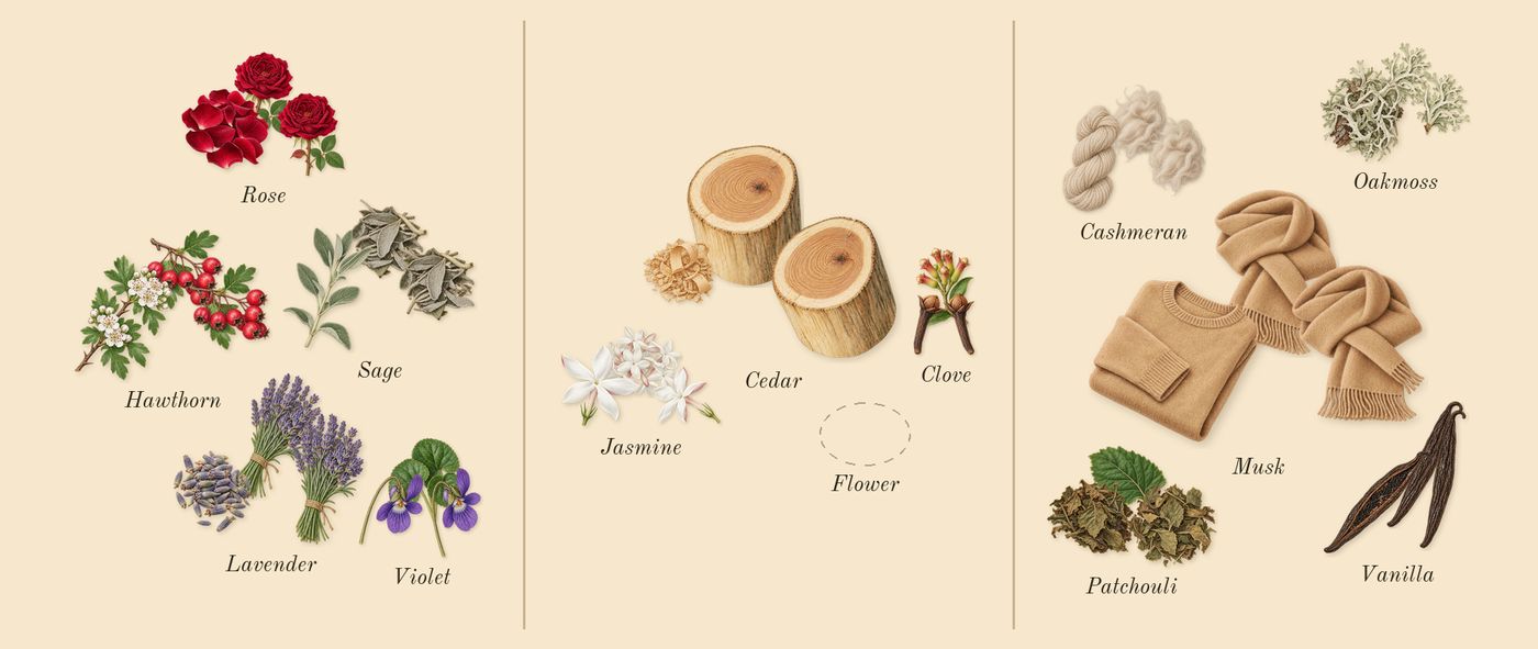 Carbon’s scent picture, a draft: sage, rose, hawthorn, jasmine, cedar, vanilla drawn so far; dashed outlines where nothing is drawn yet