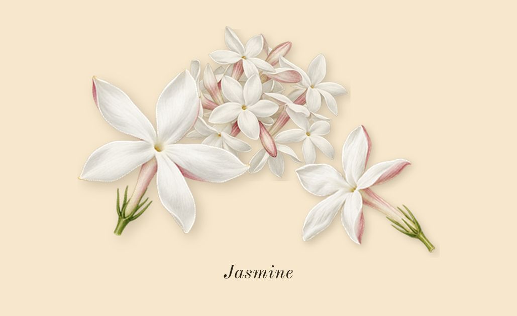 Sacrifice for Her, top notes: Jasmine