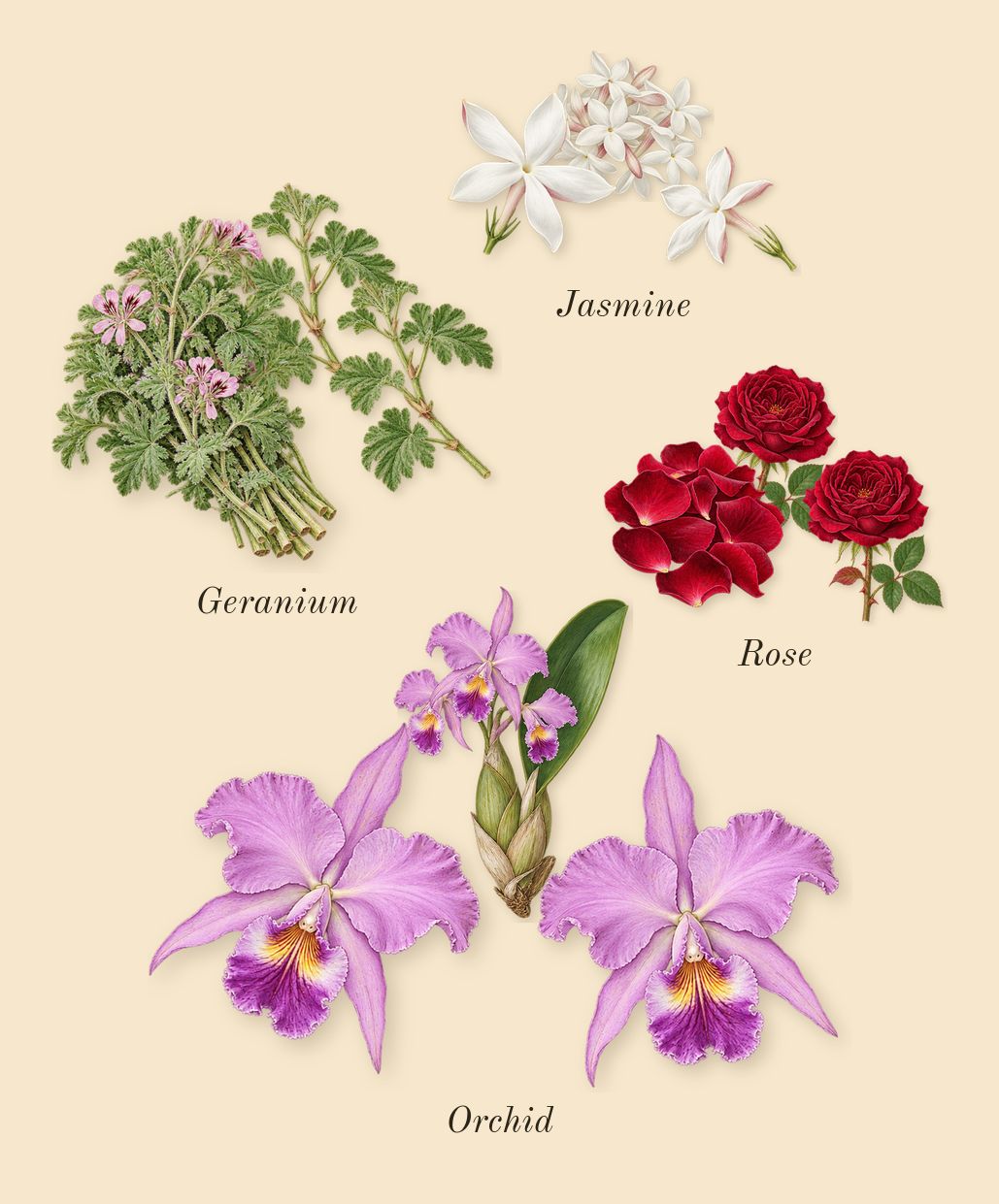 Wisal Dhahab, heart: Orchid, Jasmine, Geranium, Rose