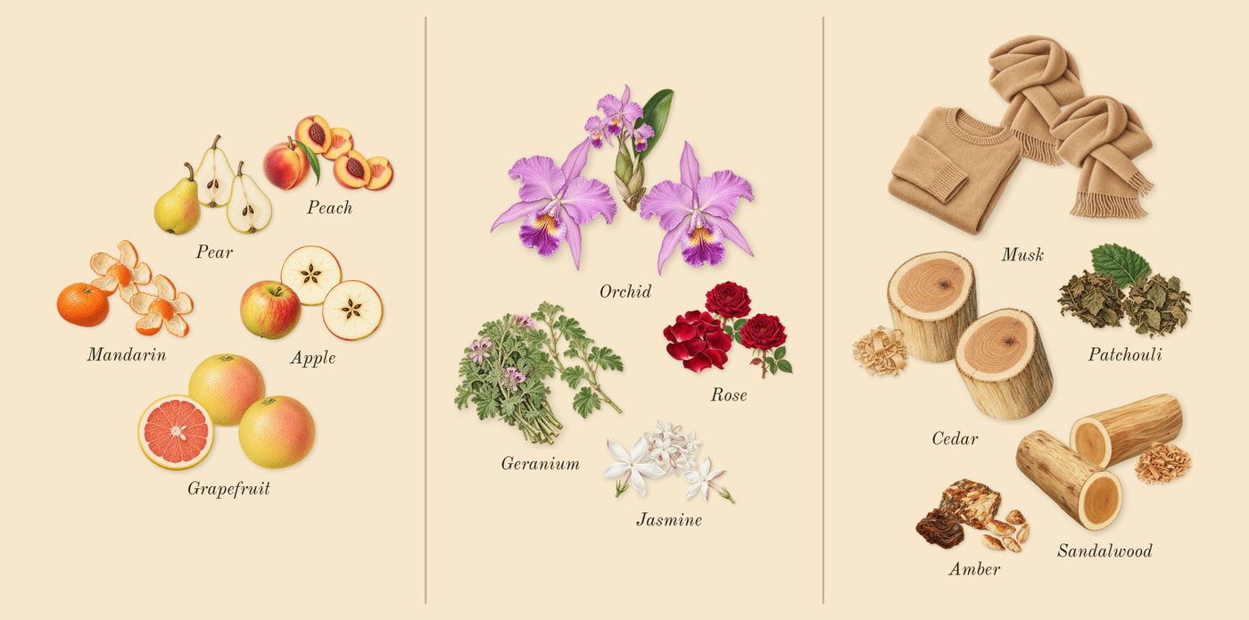 Wisal Dhahab’s scent picture, a draft: mandarin, apple, grapefruit, peach, pear, orchid drawn so far; dashed outlines where nothing is drawn yet