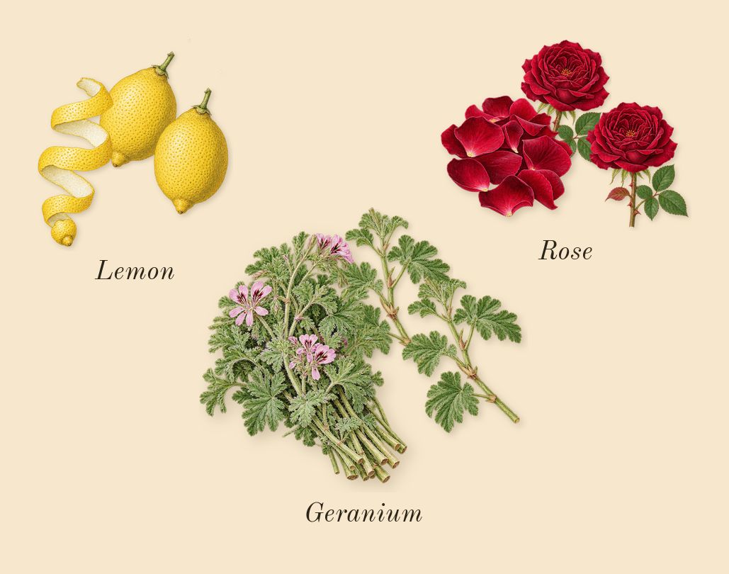 Wisal, top notes: Lemon, Geranium, Rose