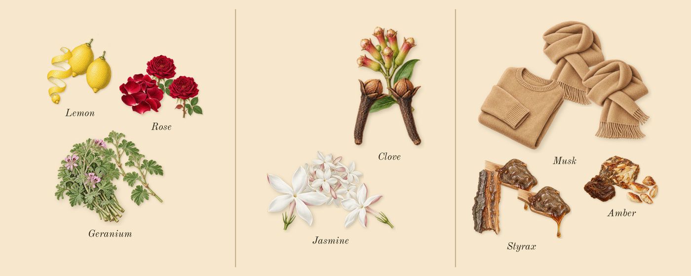 Wisal’s scent picture, a draft: lemon, geranium, rose, jasmine, clove, styrax drawn so far; dashed outlines where nothing is drawn yet