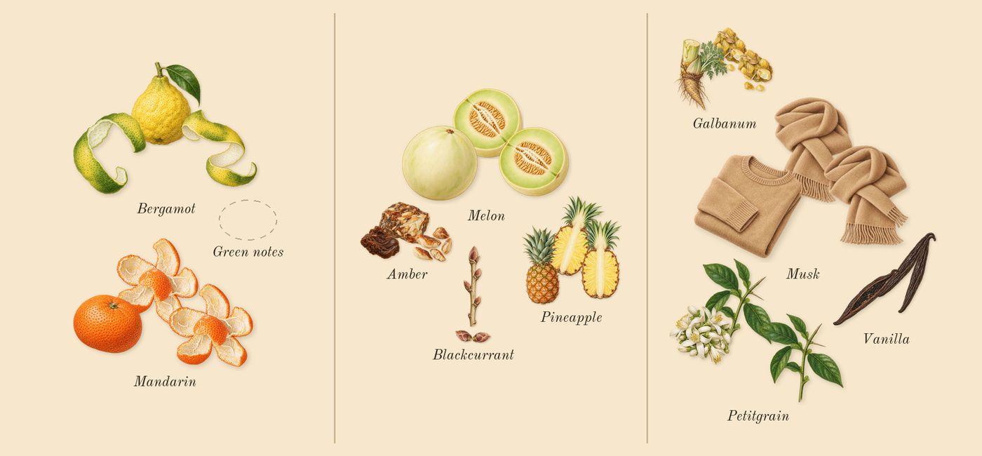 Amber Oud Aqua Dubai’s scent picture, a draft: bergamot, mandarin, pineapple, blackcurrant, musk, vanilla drawn so far; dashed outlines where nothing is drawn yet