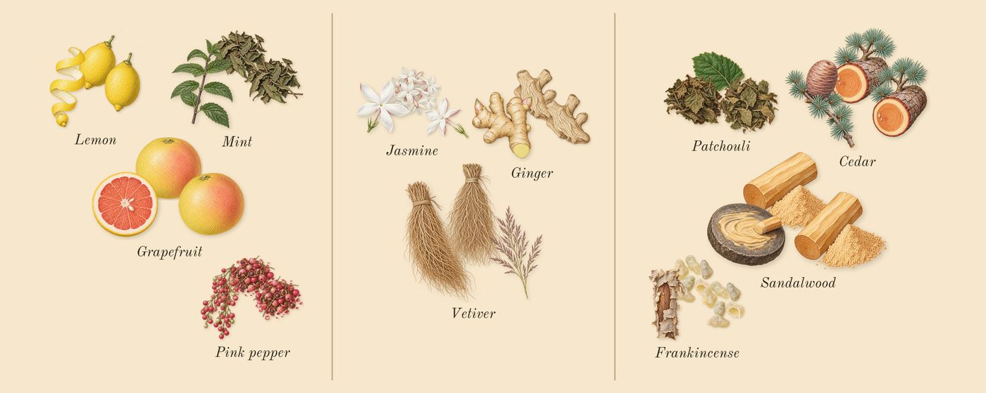 Amber Oud Bleu Edition’s scent picture, a draft: lemon, grapefruit, pink pepper, mint, ginger, jasmine drawn so far; dashed outlines where nothing is drawn yet