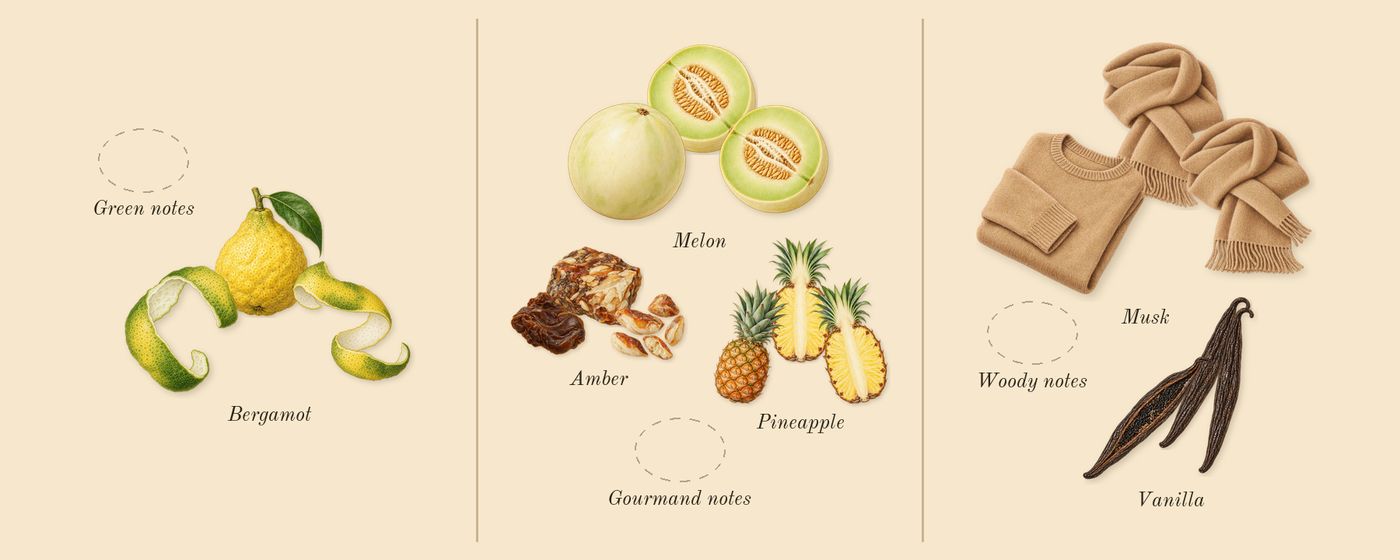 Amber Oud Gold Edition’s scent picture, a draft: bergamot, pineapple, vanilla, musk drawn so far; dashed outlines where nothing is drawn yet