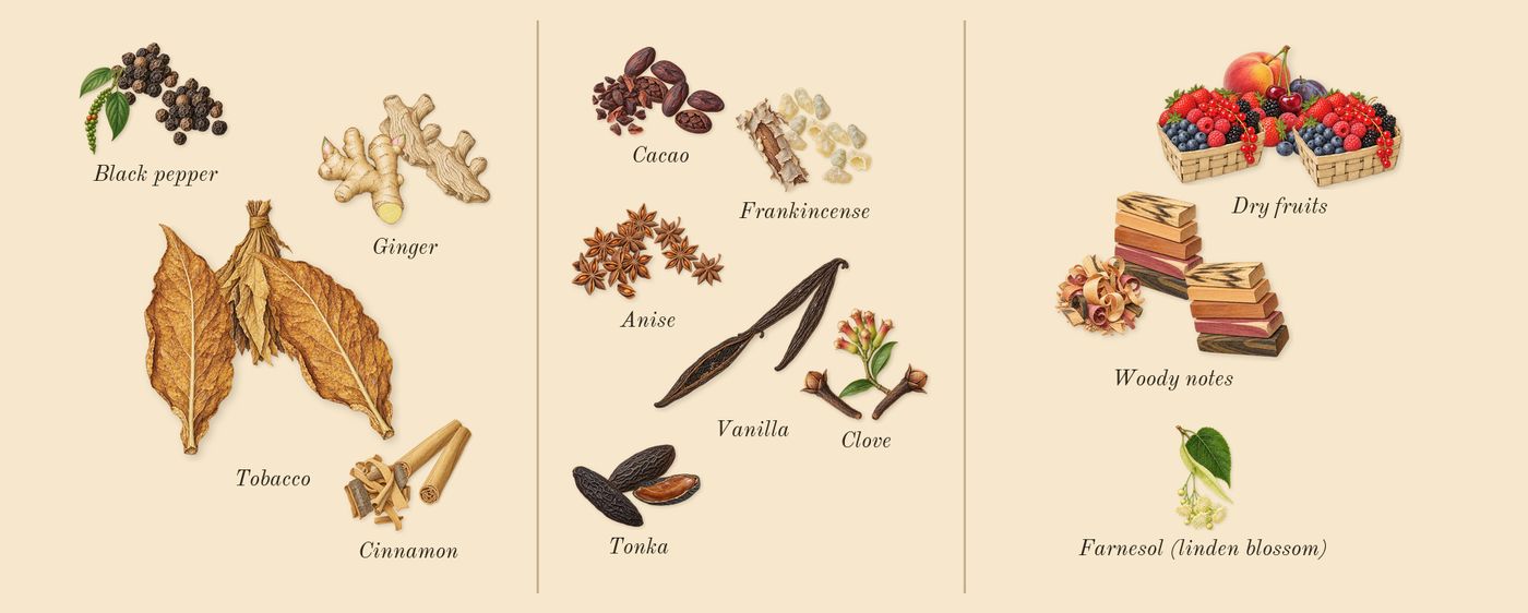 Amber Oud Tobacco Edition’s scent picture, a draft: ginger, black pepper, cinnamon, tobacco, tonka, clove drawn so far; dashed outlines where nothing is drawn yet