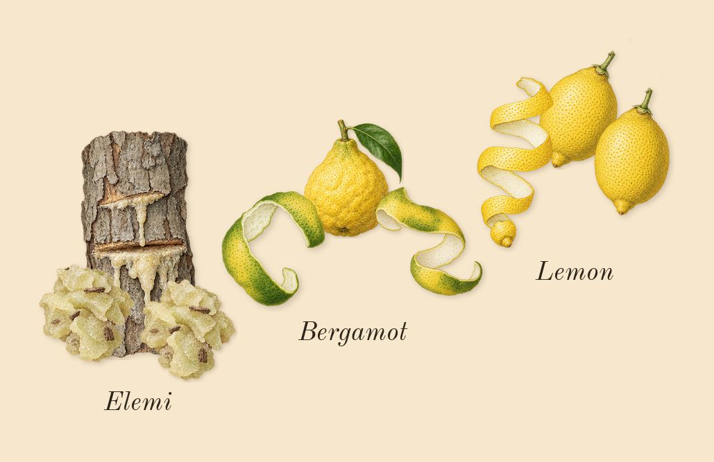 L'Aventure, top notes: Elemi, Lemon, Bergamot
